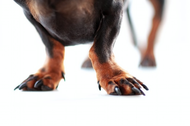 A close look at a dachshund's feet and nails.