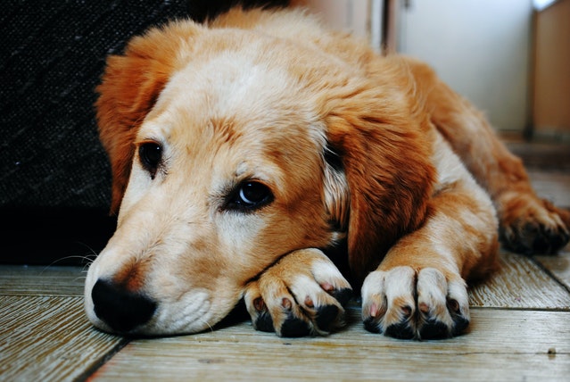 can constipation in dogs be serious?