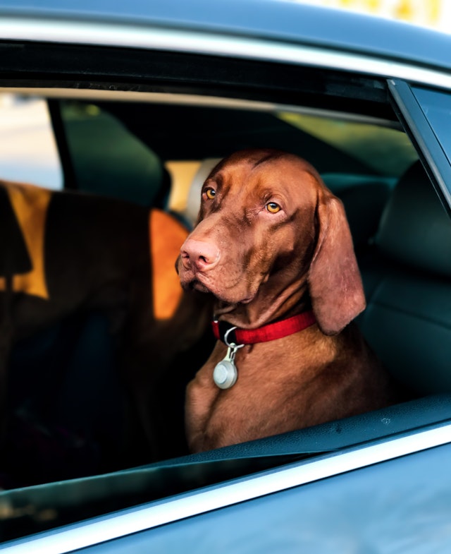 why do dogs like cars