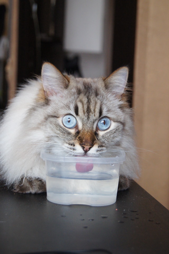 the important of cat hydration