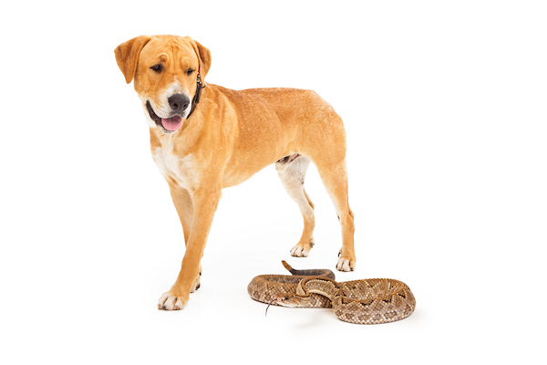 can a dog survive a rattlesnake bite