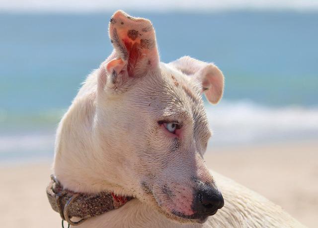 can dogs get sunburn in their ears