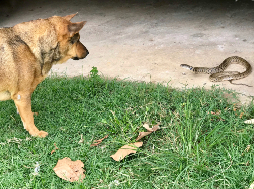 how do you tell if your dog has been bitten by a snake