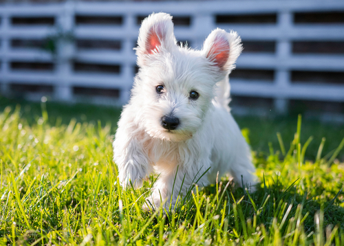 do dogs ears get sunburned