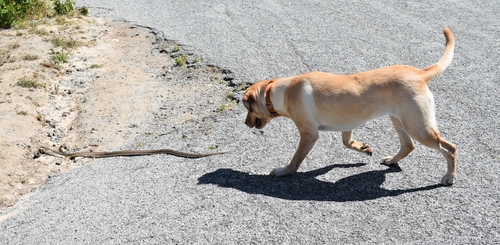 can a gopher snake kill a dog