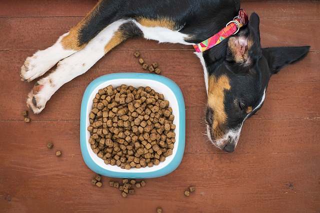are grain free treats bad for dogs