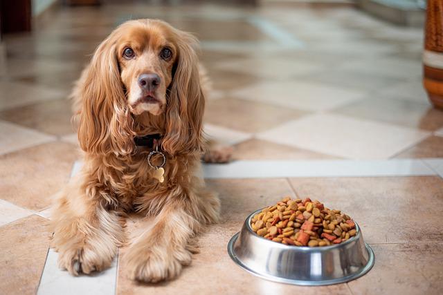 is grain free food safe for dogs