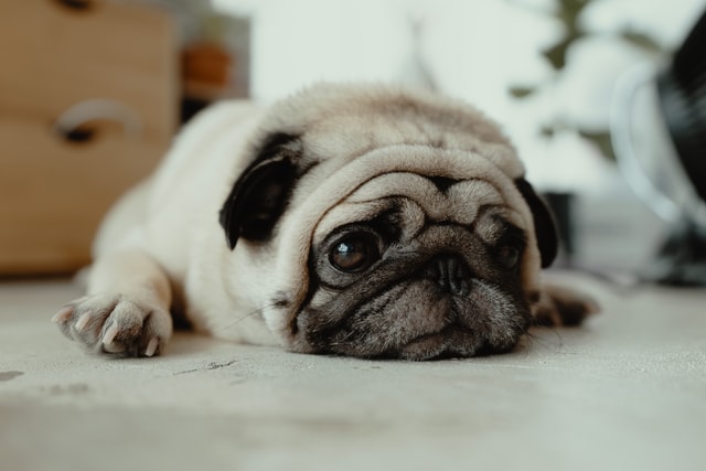 are antidepressants safe for dogs