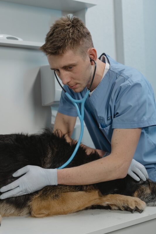 treating pain in dogs