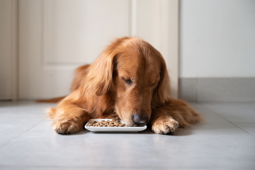 is grain free bad for dogs