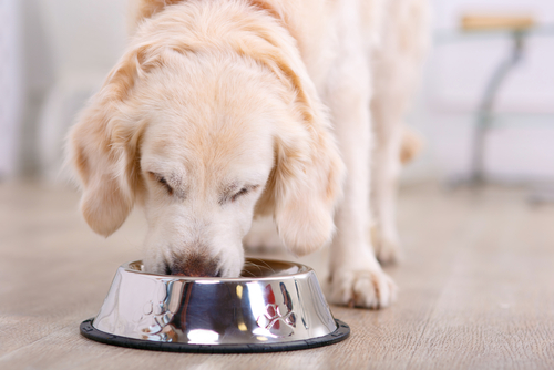 is grain free food safe for dogs