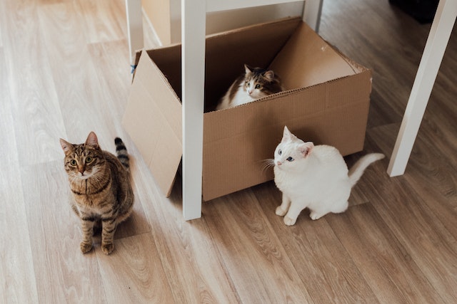 is cardboard bad for cats