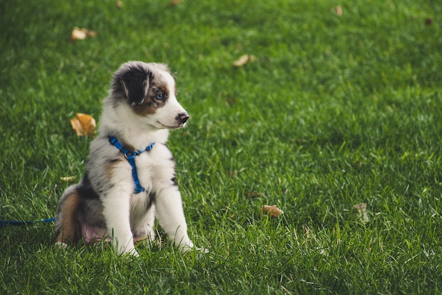 what to look for in puppy insurance