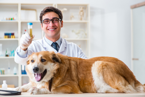 how do you get a urine sample from a puppy