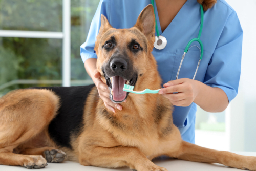 how much does dog dental cleaning cost