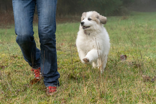 how do dogs choose their favourite person