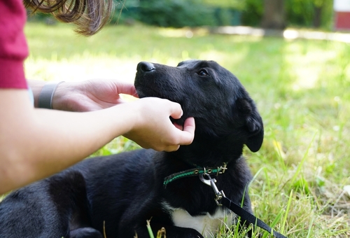 how do dogs choose their favourite person