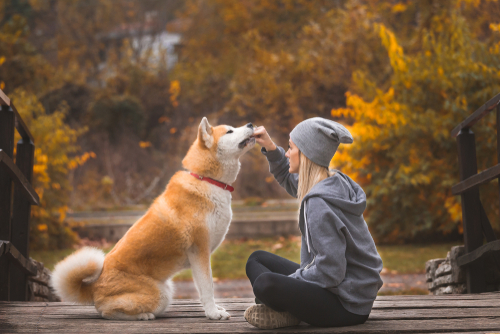 how do dogs choose their favourite person