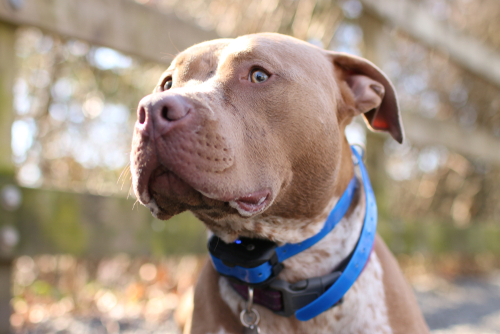 can bark collars be used on puppies