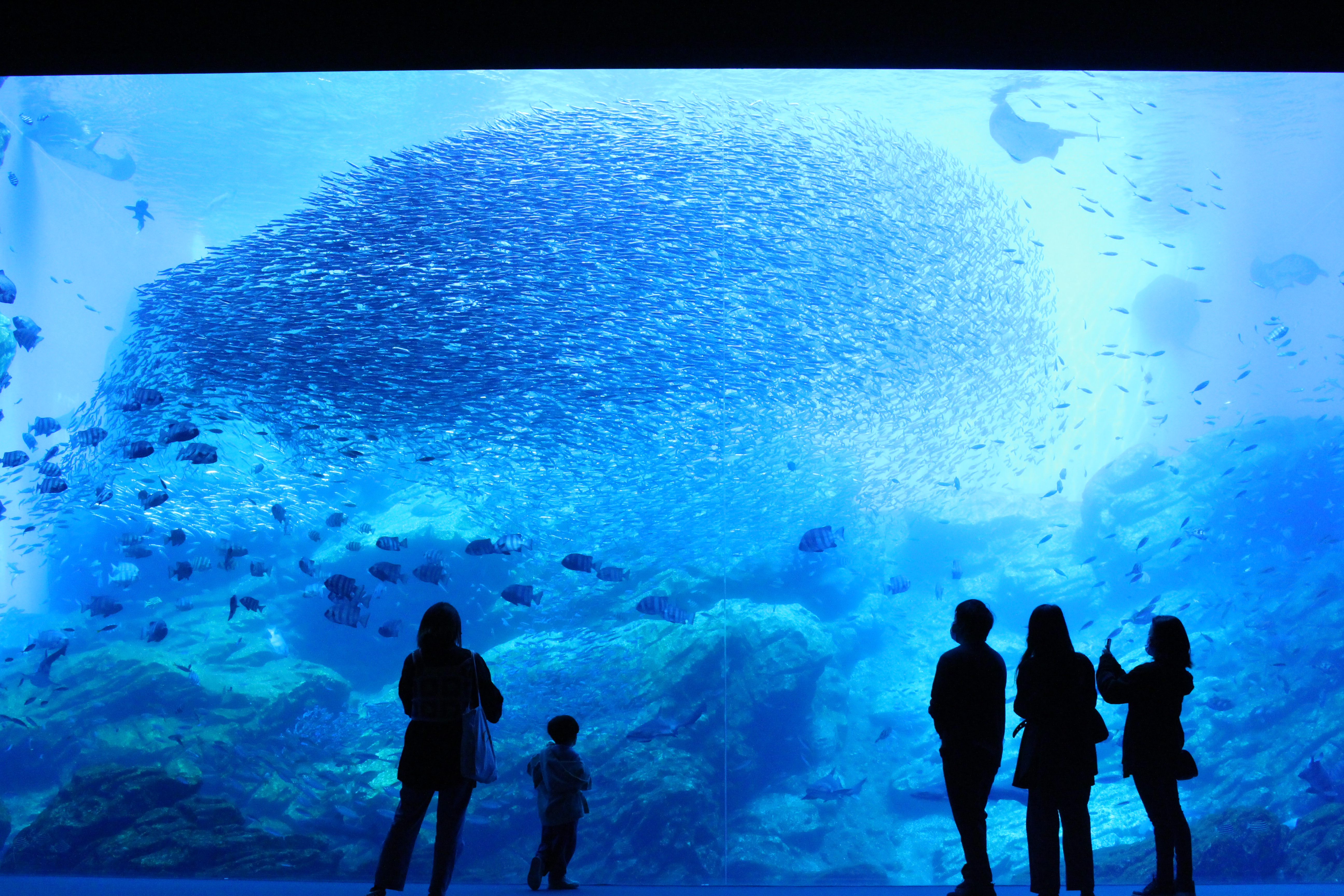仙台うみの杜水族館 入場Eチケット 予約＜楽天トラベル観光体験特典