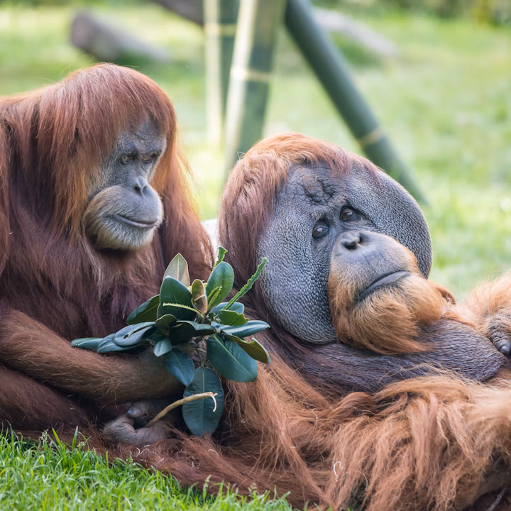 アメリカ サンディエゴ動物園 入園Eチケット＜広大な動物園！＞(即日発券)