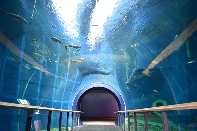 【シガリズム体験】滋賀県立琵琶湖博物館 Eチケット予約＜滋賀県草津市＞
