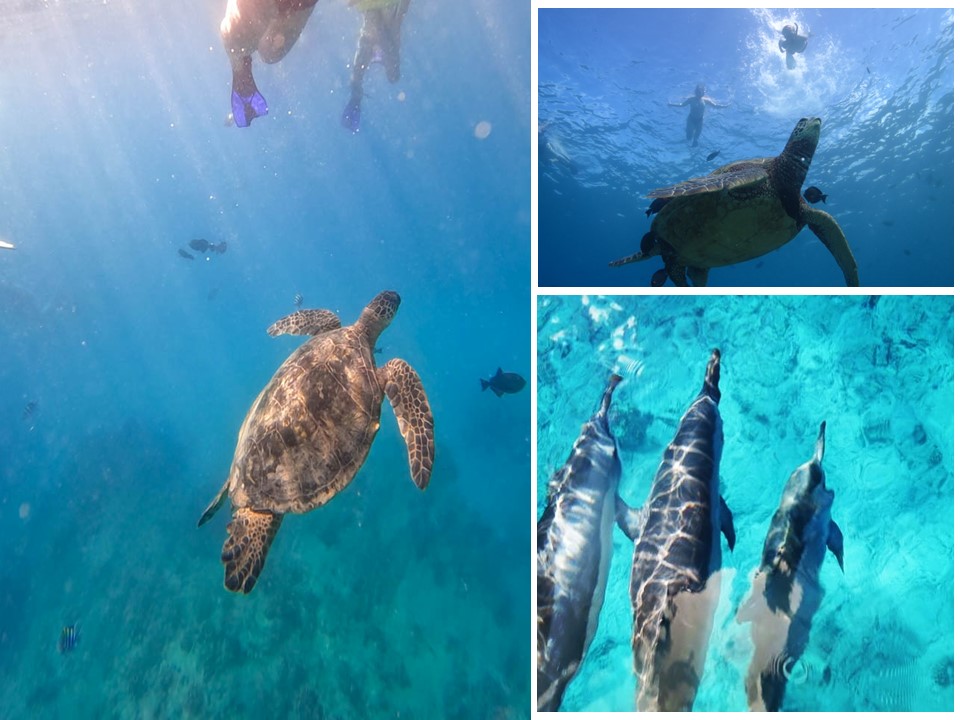 パラダイス ホヌ シュノーケリング ワイキキ沖 <ハワイ オアフ島