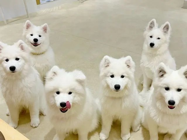 Tokyo Harajuku Samoyed Café Moffu E-ticket Reservation <including