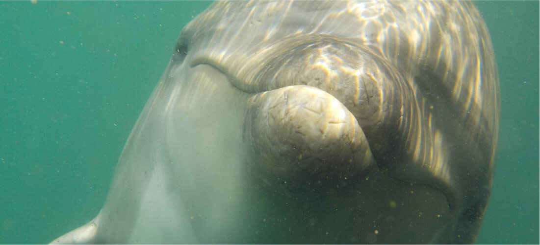 ドリーム・ドルフィン/遠い海の記憶 db3b6177-cb45-4e08-b377-