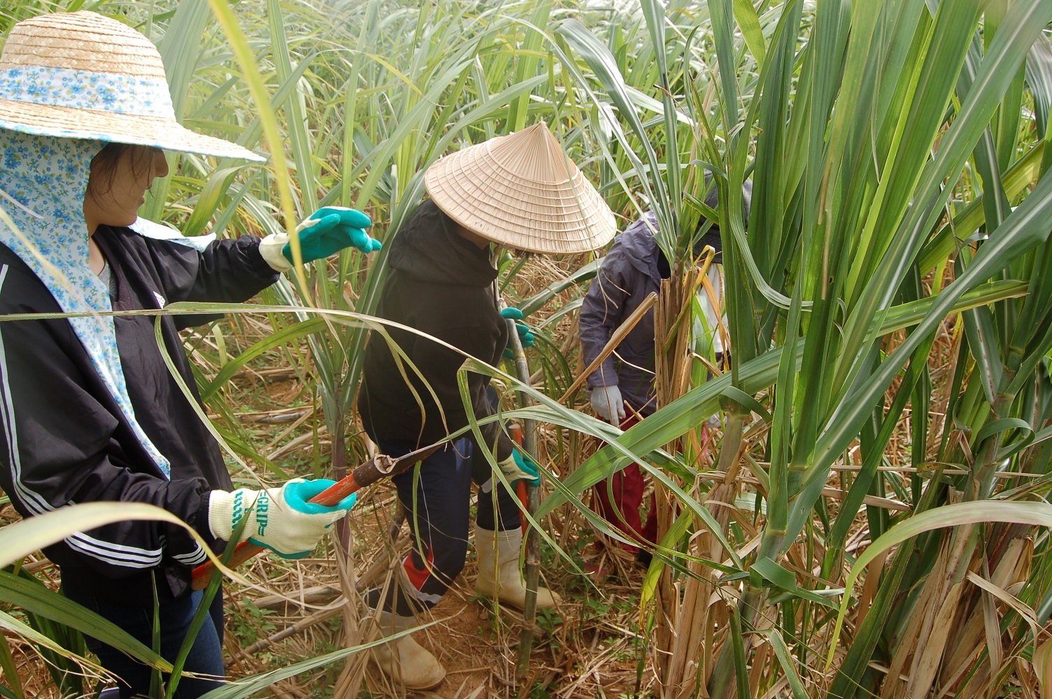沖縄の民家でサトウキビ狩りと沖縄そば作り体験をして１日過ごすツアー 楽天トラベル 観光体験