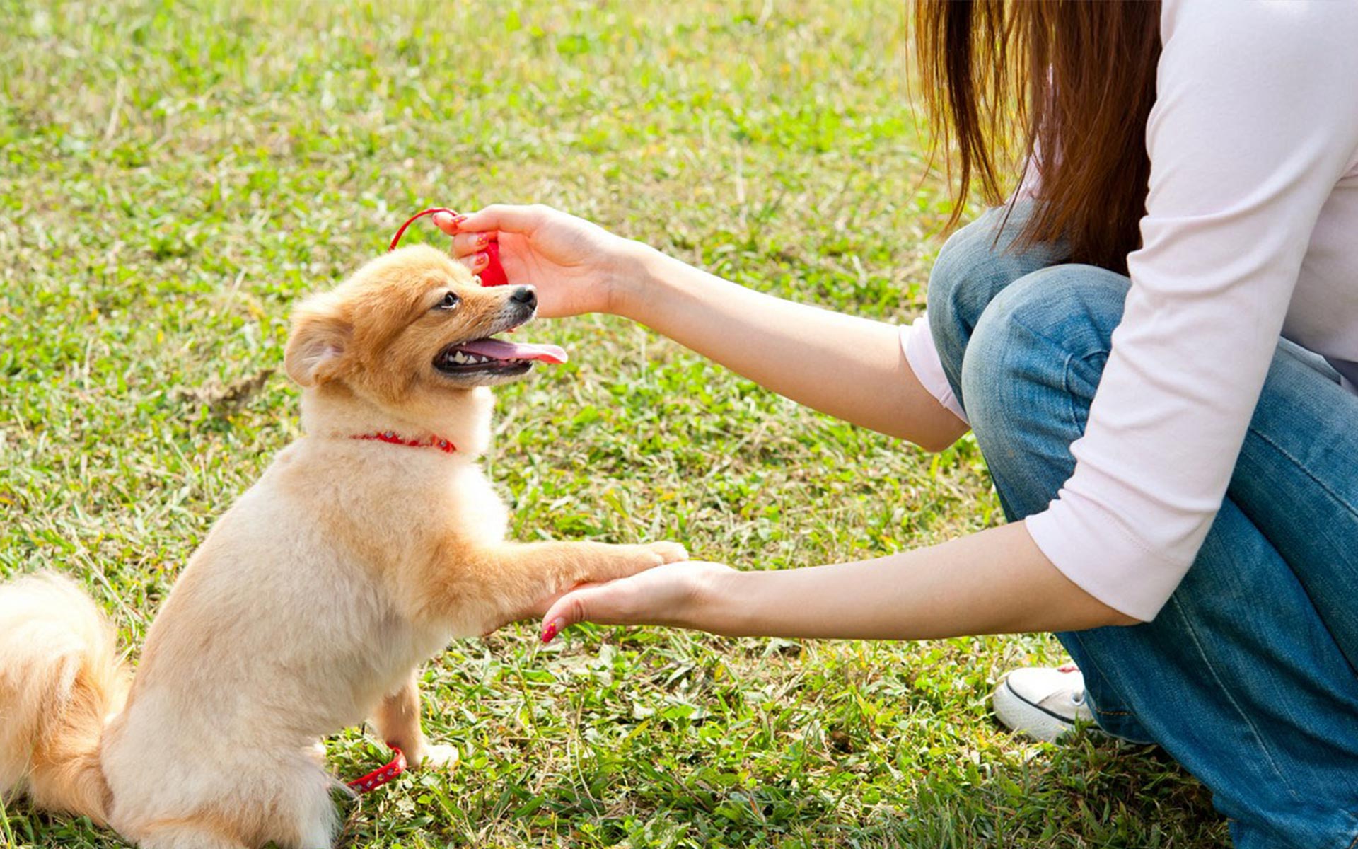 affectionate pet care rates