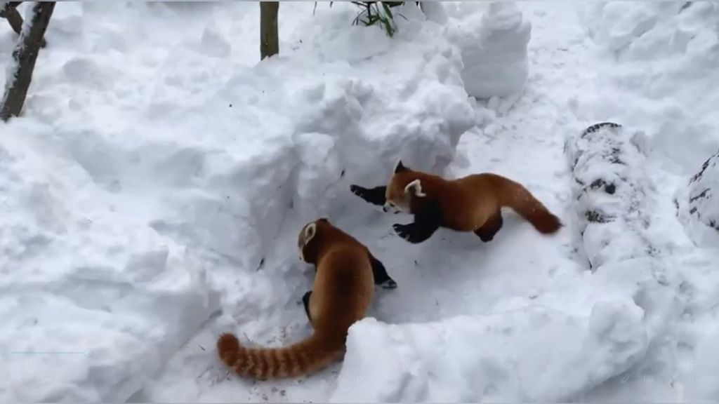 VIDEO: Bears, Big Cats And Red Pandas Frolic In Snow At Ohio Zoo