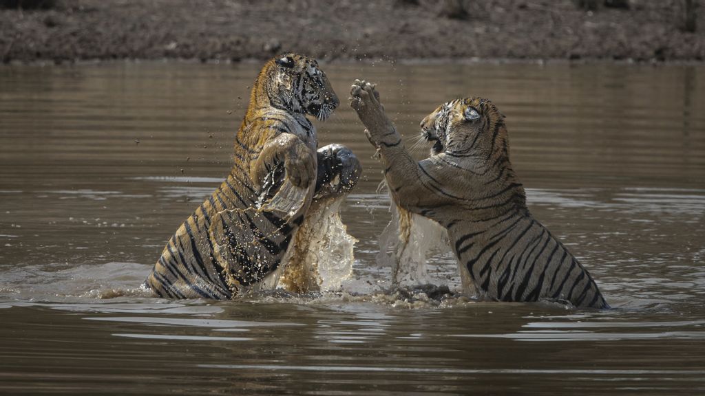 Tiger feet: British wildlife photographer plans to run everest marathon in a tiger suit
