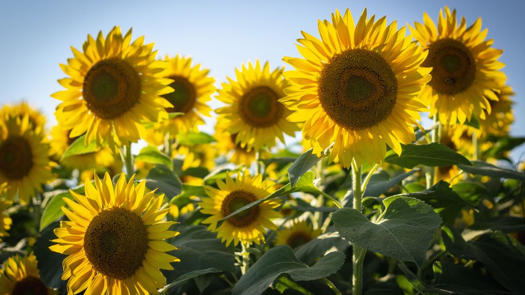 En busca de la luz, el girasol da alegría - Zenger News