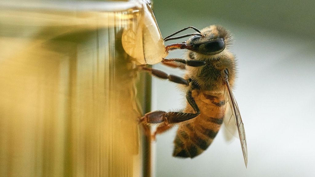 Abejas en peligro por tala de árboles y miedo entre población - Zenger News