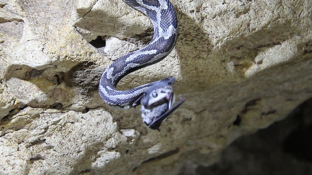 bat vs snake