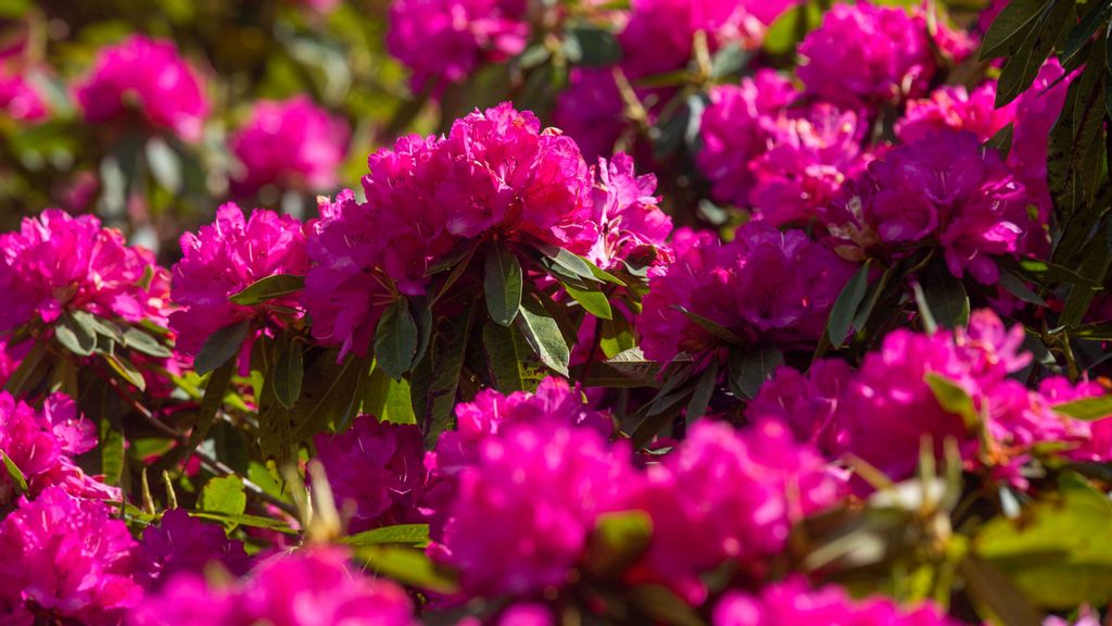1 of Europe’s bggest rhododendrons aged 170 years reaches full bloom in cornwall