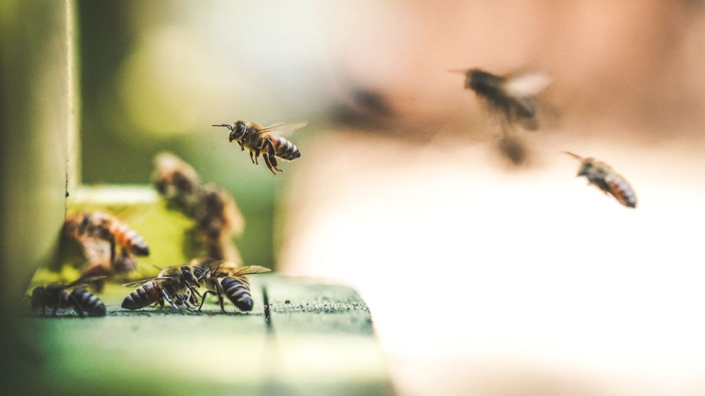 Abejas en peligro por tala de árboles y miedo entre población - Zenger News