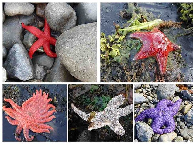 Sunflower Sea Star, Alaska Department of Fish and Game