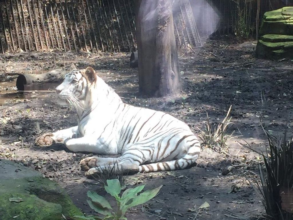 Mexico City's Chapultepec Zoo Dedicated To Preserving Species - Zenger News