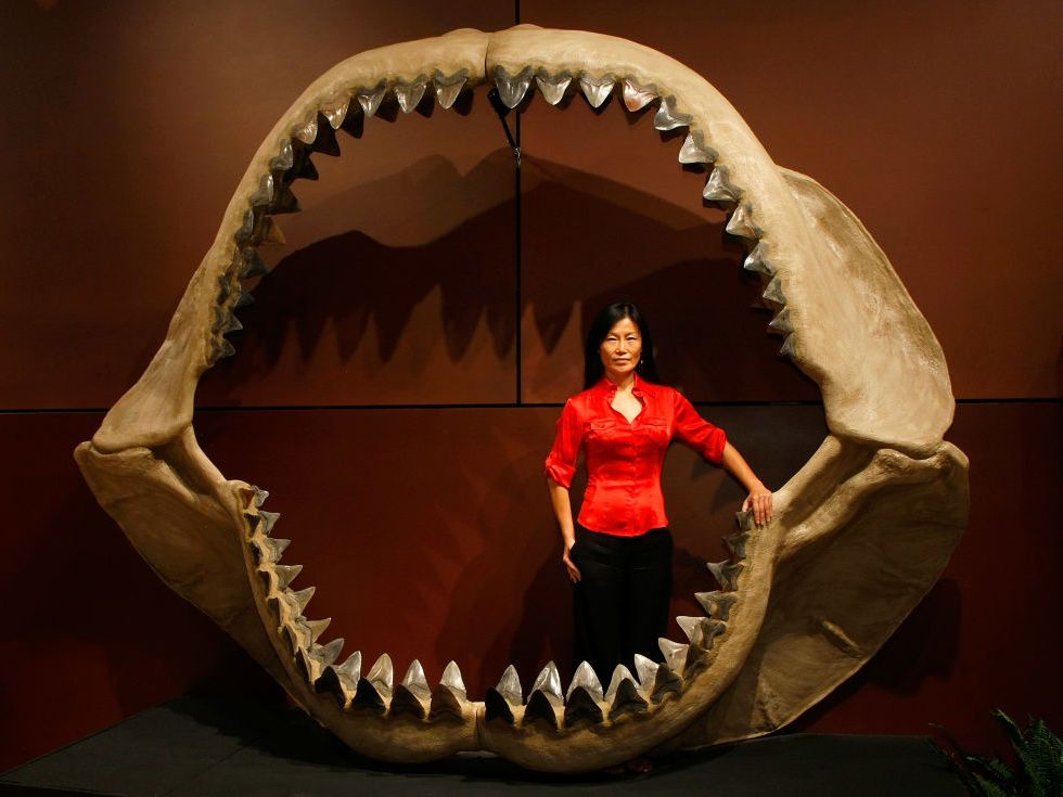 ShukerNature: THE JAWS OF MEGALODON - SHARK OF NIGHTMAREAND REALITY?