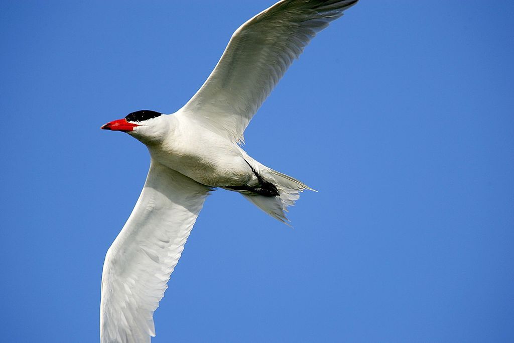 Like Learning To Drive: Bird Dads Guide Young On First Migration - Birmingham Times