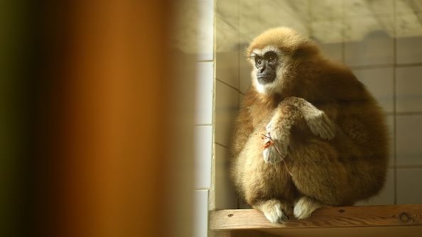 A monkey looks on from their enclosure as Preparations are made at Exmoor Zoo ahead of the Relaxing of Covid-19 Restrictions on June 11, 2020 in Barnstaple, England. (Photo by Harry Trump/Getty Images)
