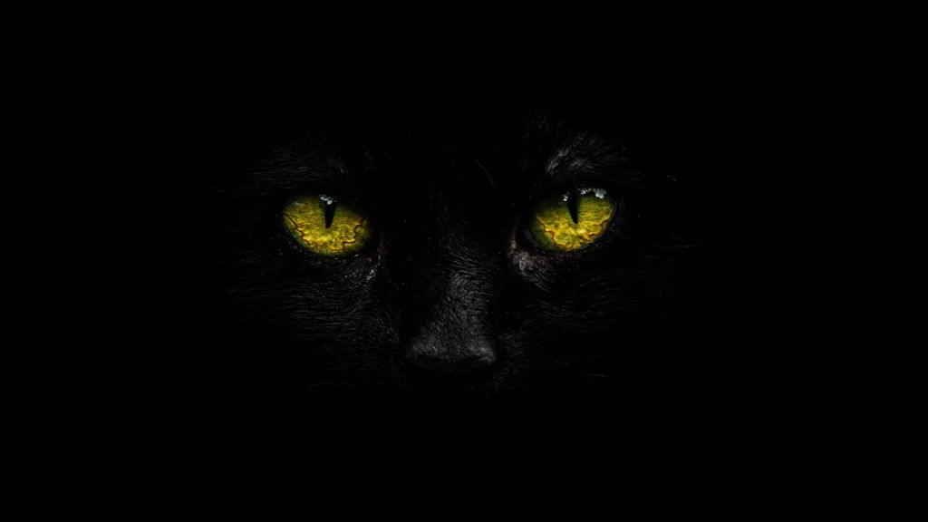 Face of a black cat displayed in dark. Published on November 9, 2020 (Unknown/Via Unsplash)
