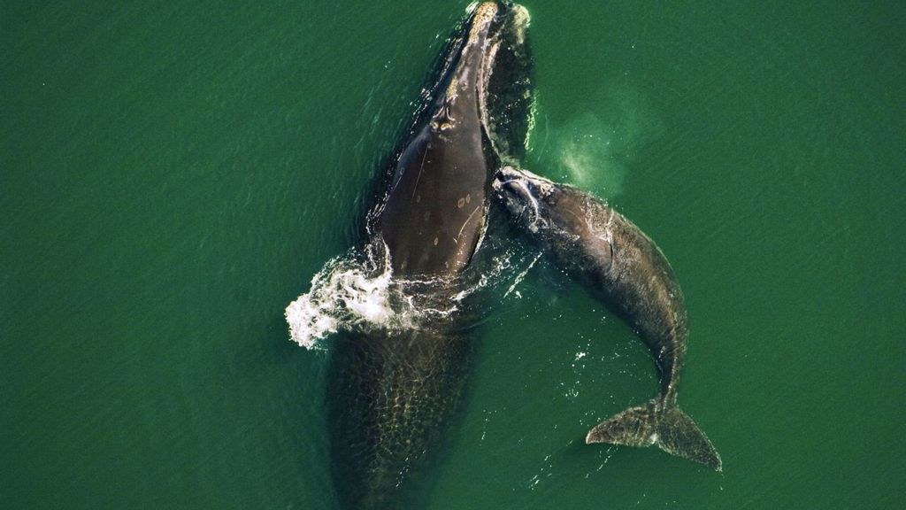 North Atlantic Right Whale via WWF