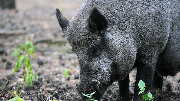 A wild boar (Sus scrofa) walks through the forest in the Schorfheide Wildlife Park looking for food, in Brandenburg, on 01 August 2022. The zoo in the Schorfheide-Chorin biosphere reserve was founded. SOEREN STACHE/PICTURE ALLIANCE VIA GETTY IMAGES 