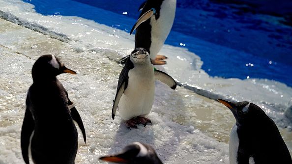 Gentoo penguins and Chinstrap penguins (aka Pygoscelis antarcticus) play at Harbin Polarland, in Harbin, Heilongjiang Province of China on July 13, 2022. Penguin feathers may be an effective way to deal with icing. SUN HANLUN/CHINA NEWS SERVICE VIA GETTY IMAGES