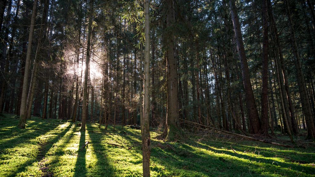 13 November 2022, Bavaria, Stadelhofen: The sun shines into the moss-covered forest. Weather in Upper Franconia. Photo: Daniel Vogl/dpa (Photo by Daniel Vogl/picture alliance via Getty Images)