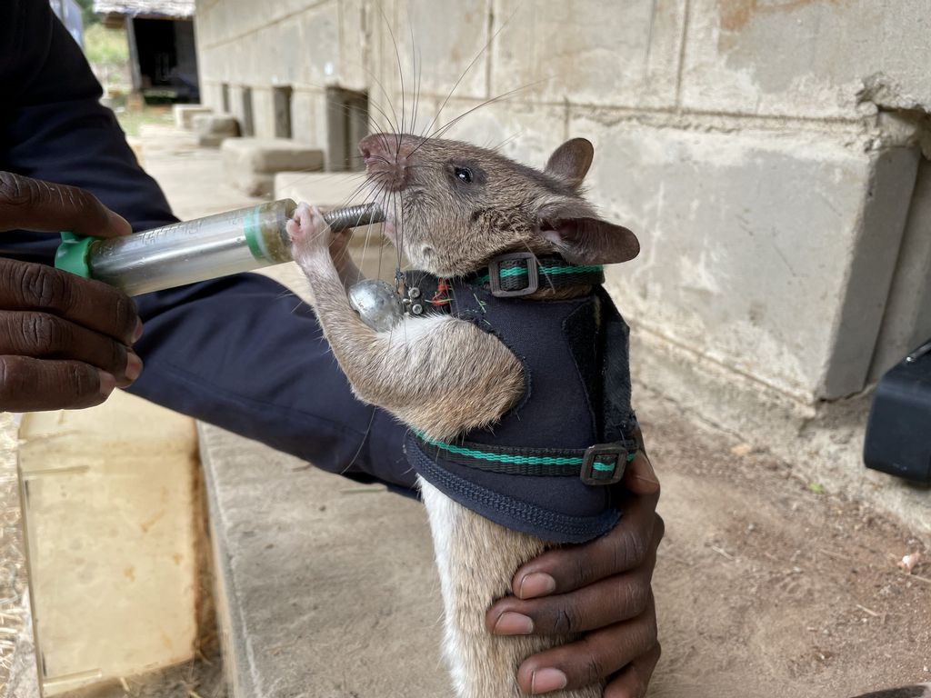 Rescue Rats – Trained Rats To Be Sent Into Earthquake Debris Wearing Tiny Backpacks With Microphones