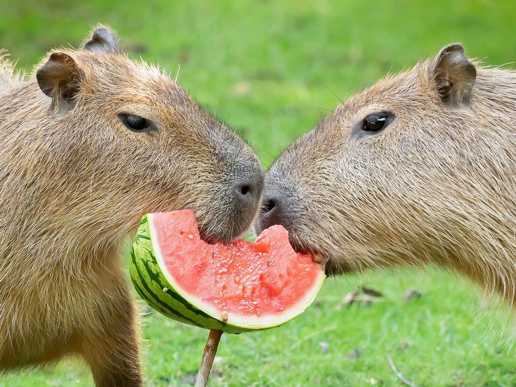 Capybara and watermelon.